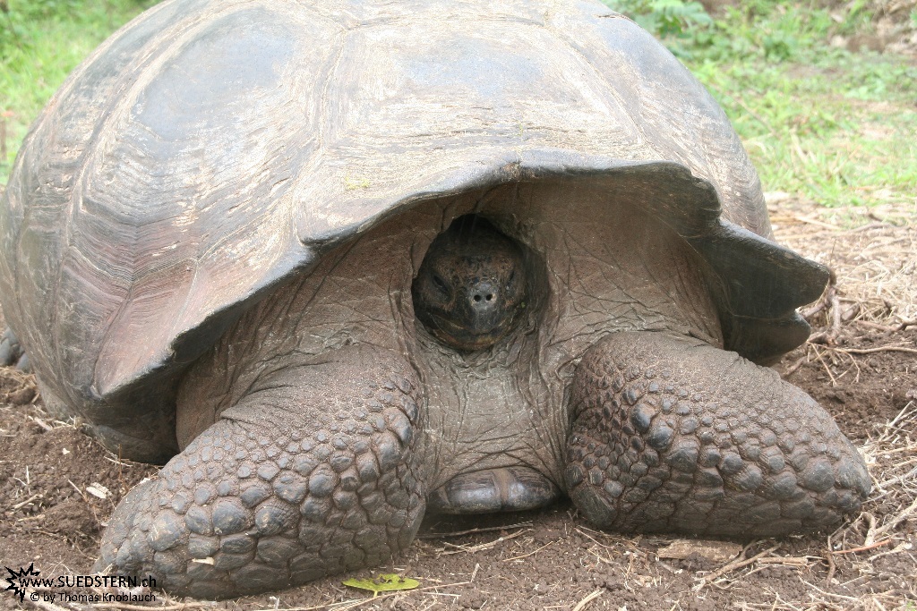 Turtoise - Galapagos 2010 -IMG 6125